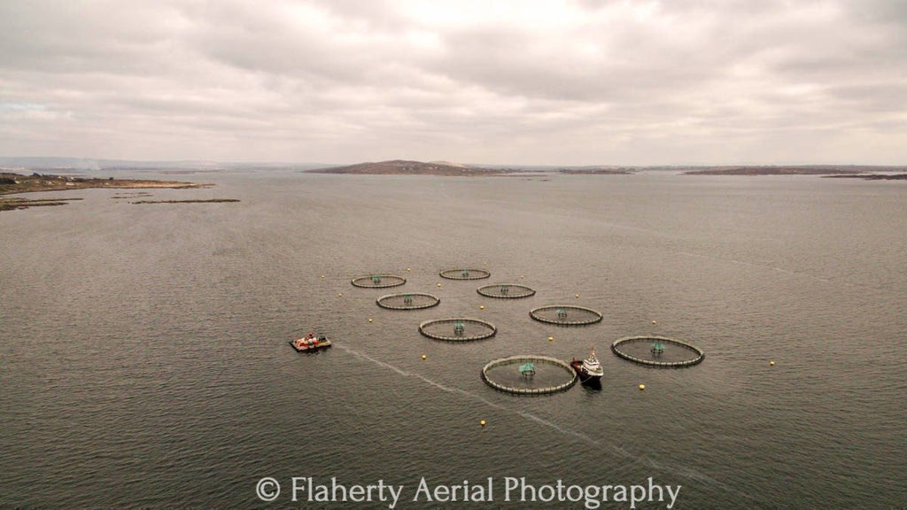 Salmon Cages in Ardmore Bay -  - droneography.myshopify.com